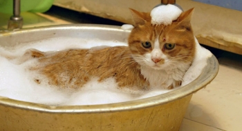 Banho e tosa em gatos garantem bem-estar ao animal